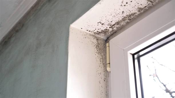 Best Attic Mold Remediation in Lanster, CA