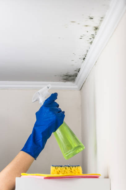 Trusted Lancaster, CA Mold Remediation Experts